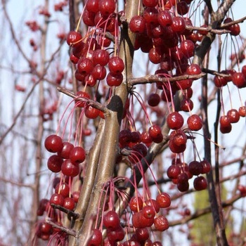 Malus baccata var. jackii