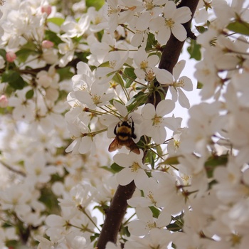 Malus 'Beverly' 