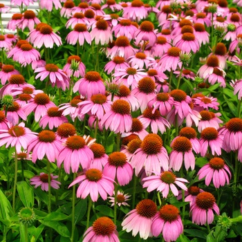 Echinacea 'Crazy Pink™'