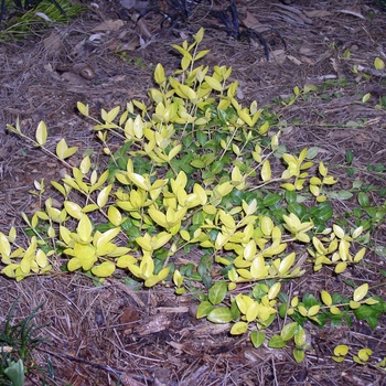 Vinca minor '24 Carat' PPAF