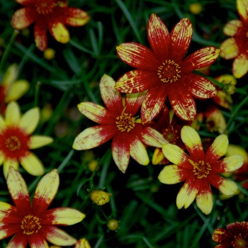 Coreopsis verticillata 'Route 66' PP20609