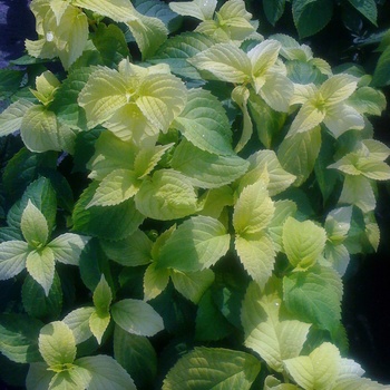 Hydrangea macrophylla 'Summer Frost' PP17654