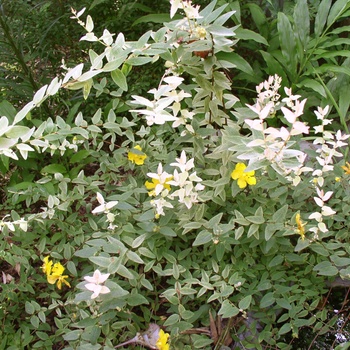 Hypericum 'StarDust' 18408