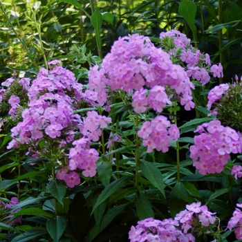 Phlox paniculata 'David's Lavender' PP17793