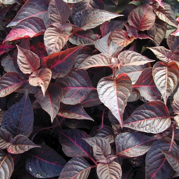 Alternanthera 'Cognac'