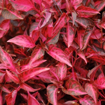 Alternanthera 'Grenadine'