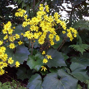 Ligularia 'Last Dance'