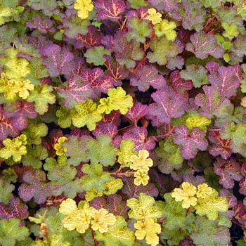 Rubus calycinoides 'Golden Quilt' 13436