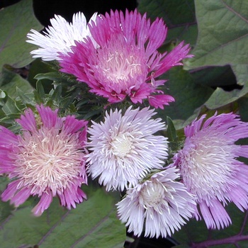 Stokesia laevis 'Color Wheel' PP12718