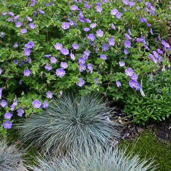 Geranium 'Rozanne'