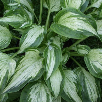 Hosta 'Allegan Fog' 