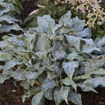 Hosta 'Winfield Blue' 