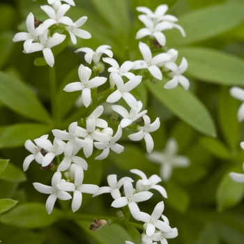 Galium odoratum 