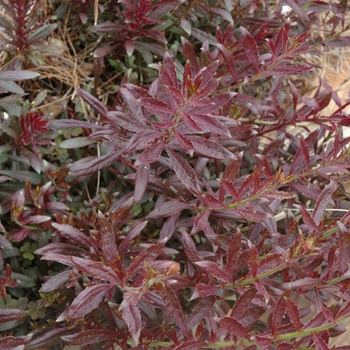 Gaura lindheimeri 'Crimson butterflies'