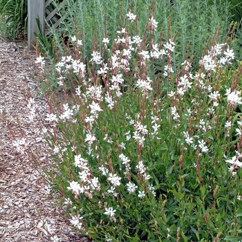 Gaura lindheimeri 'Multiple Varieties'