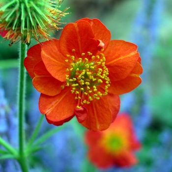 Geum coccineum 'Borisii' 