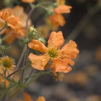 Geum 'Fireball'