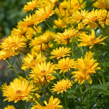 Heliopsis 'Ballerina' 