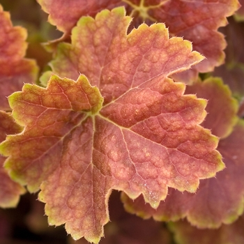 Heuchera 'Miracle' 20274