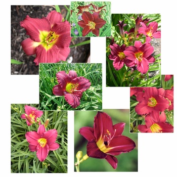 Hemerocallis 'Pardon Me' 