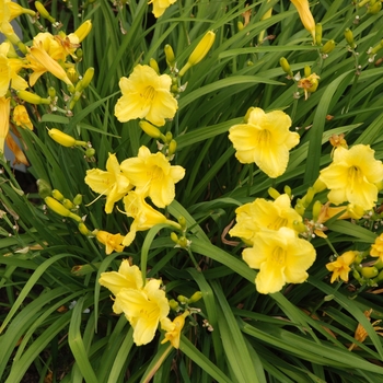 Hemerocallis 'Happy Returns'