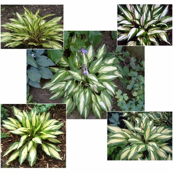 Hosta 'Cherry Berry' 