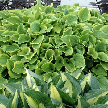 Hosta 'Golden Tiara' 