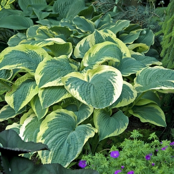 Hosta 'Northern Exposure' 