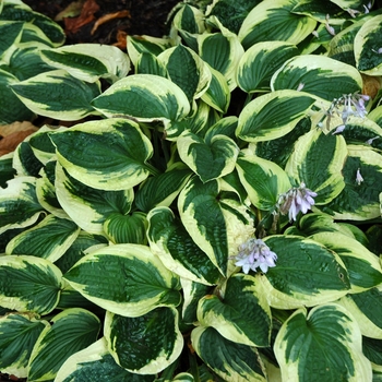 Hosta 'Wide Brim' 