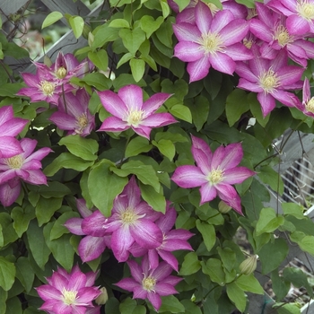 Clematis 'Asao' 