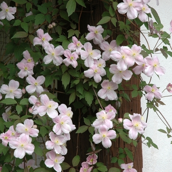 Clematis montana 'Mayleen' 