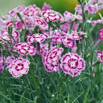 Dianthus 'Cranberry Ice'