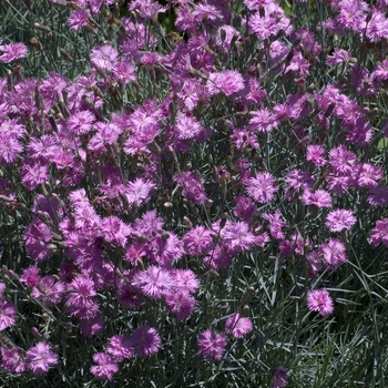 Dianthus 'Mountain Mist'