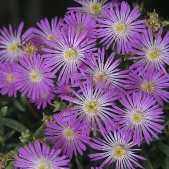 Delosperma floribundum 'Starburst'