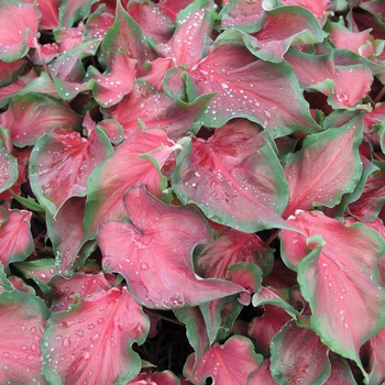 Caladium bicolor 'Red Frill' 