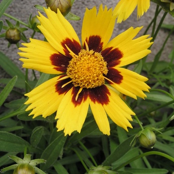 Coreopsis grandiflora 'Sonnenkind' 