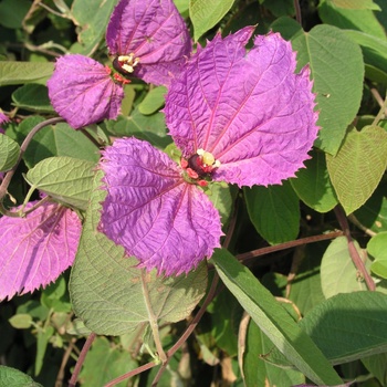 Dalechampia dioscoreifolia 