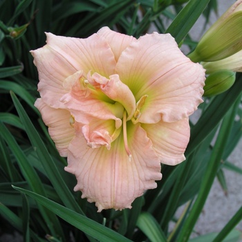 Hemerocallis 'Siloam Double Classic'