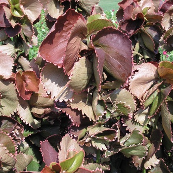 Acalypha wilkesiana 'Ceylon'