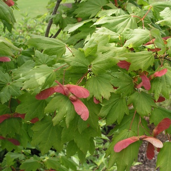 Acer circinatum 