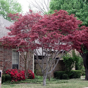 Acer palmatum var. atropurpureum 