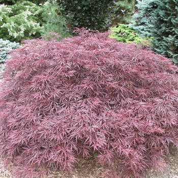 Acer palmatum var. dissectum 'Red Dragon'