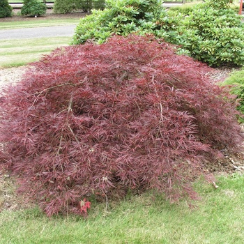 Acer palmatum var. dissectum 'Ever Red'