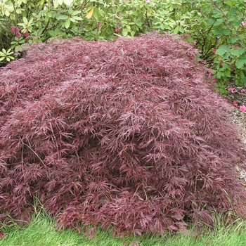 Acer palmatum var. dissectum 'Inaba Shidare' 