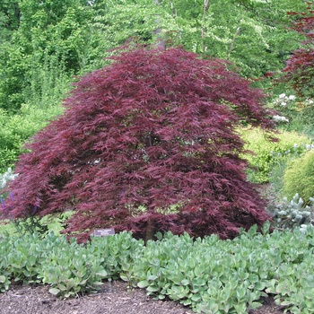 Acer palmatum var. dissectum 'Red Dragon' 