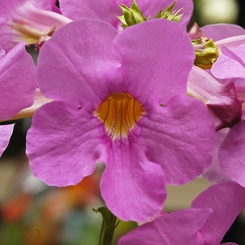 Incarvillea delavayi