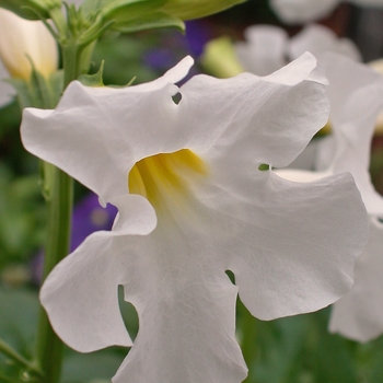 Incarvillea delavayi 'Snowtop' 