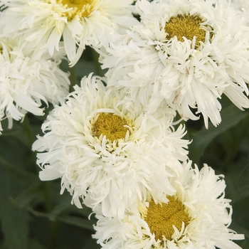 Leucanthemum x superbum 'Gold Rush'