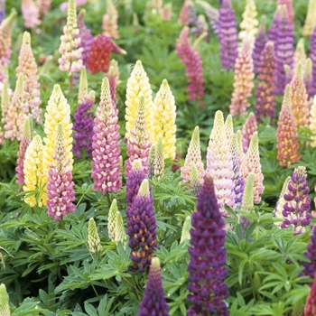 Lupinus 'Popsicle Mix' 