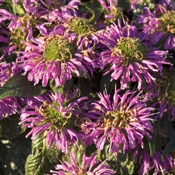 Monarda didyma 'Grand Parade™'